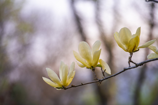 黄玉兰花