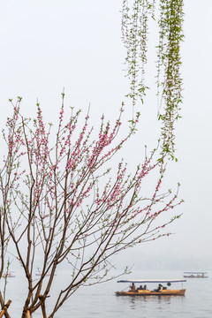 杭州西湖桃花