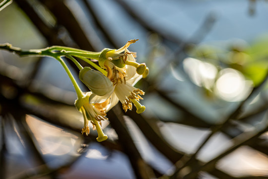 柚子花