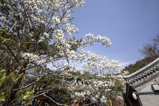 北京潭柘寺玉兰