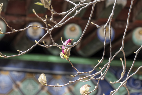 北京潭柘寺玉兰