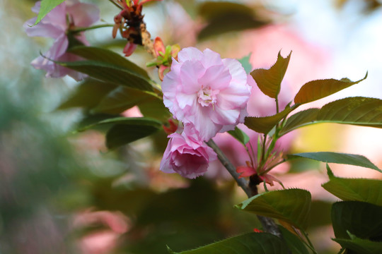 樱花