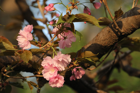 樱花