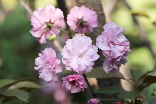 樱花