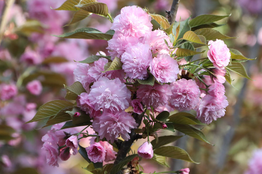 樱花