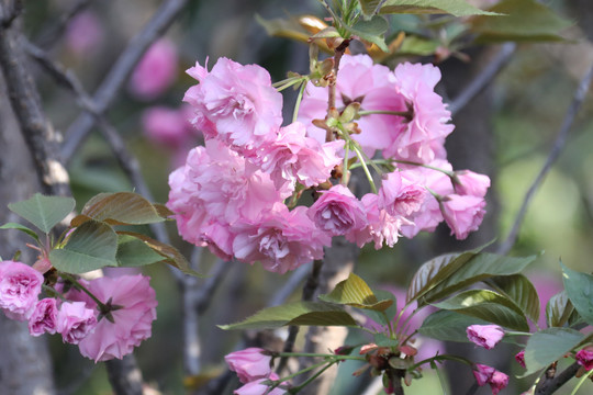 樱花
