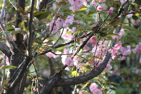 樱花