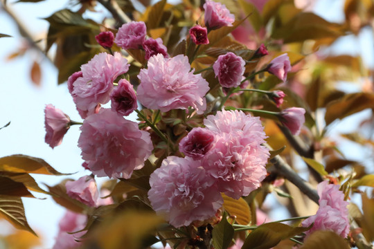 樱花