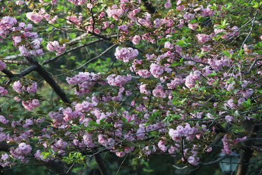樱花