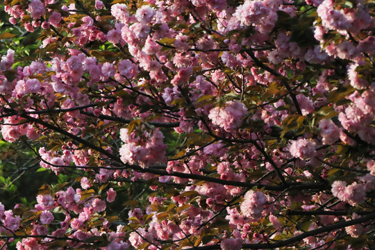 樱花