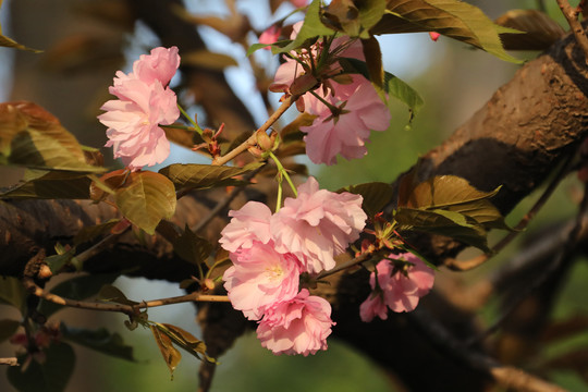 樱花