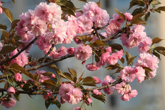 樱花