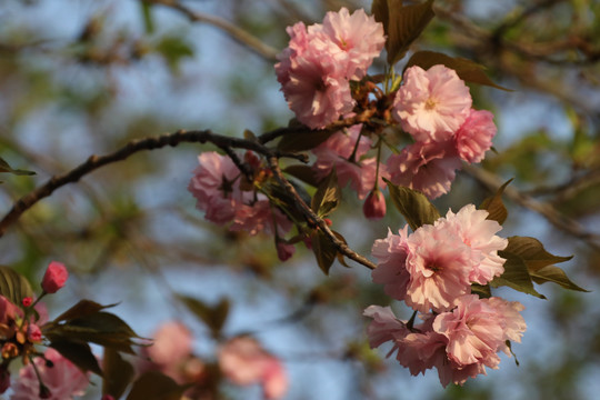 樱花