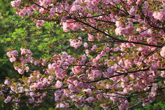 樱花