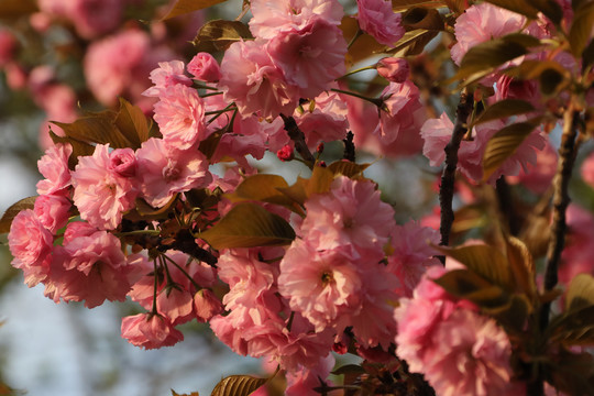 樱花