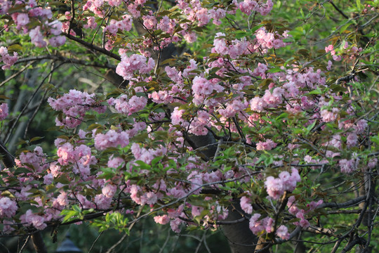 樱花