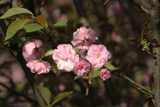 樱花