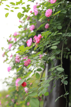 蔷薇花