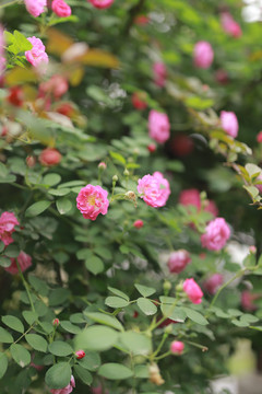 蔷薇花