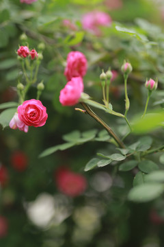 蔷薇花