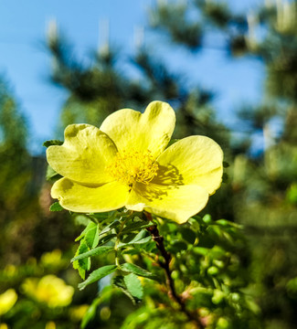 黄色菊花