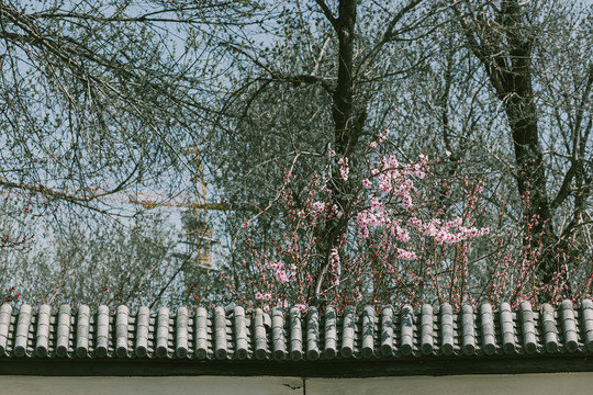 桃花园