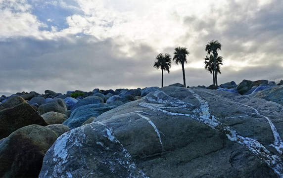 石头海边椰子树