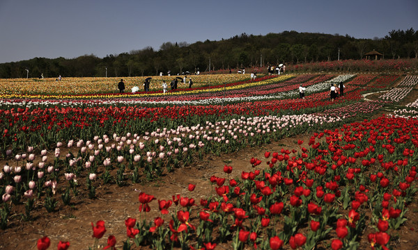 郁金香花海背景