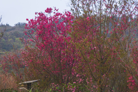 春日樱花树