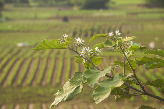 山颠茄枝叶花