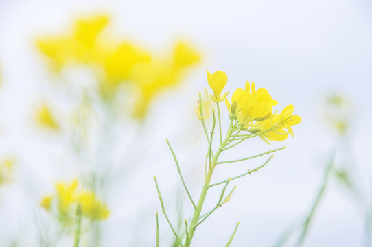 油菜花花儿开