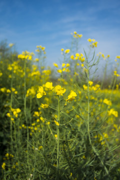 田野油菜花