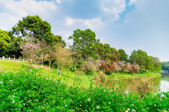 番禺大夫山森林公园七盏灯风景