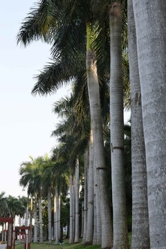 孤尾椰子树