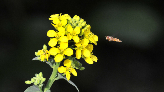 菜花与食蚜蝇