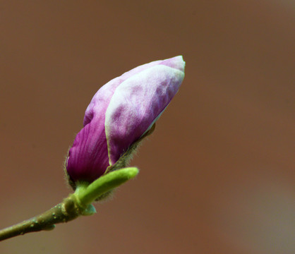 玉兰花苞