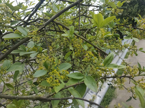 花椒树开花