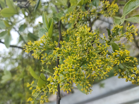 花椒树开花