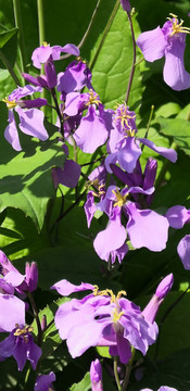 紫茉莉花卉