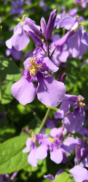 紫茉莉植物