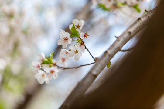 玉渊潭樱花