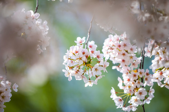 玉渊潭樱花