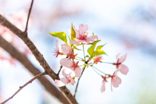 玉渊潭樱花