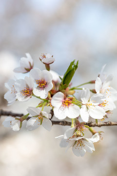 玉渊潭樱花