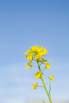 蓝天下盛开的油菜花