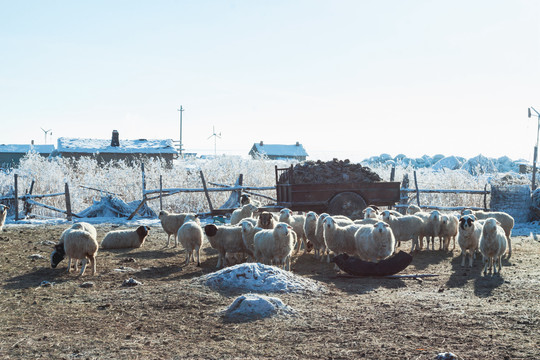 冬季牧场羊群