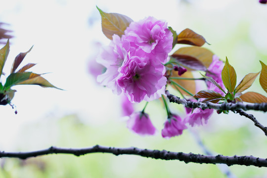 樱花节