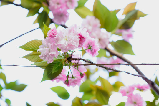 樱花节