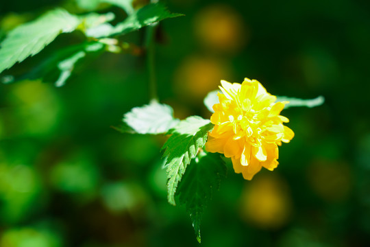 春暖花开