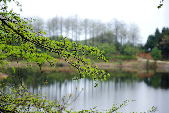 金钱树